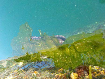 淡路じゃのひれフィッシングパーク 釣果