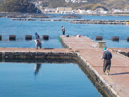 淡路じゃのひれフィッシングパーク 釣果
