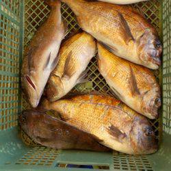 淡路じゃのひれフィッシングパーク 釣果