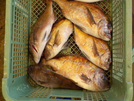 淡路じゃのひれフィッシングパーク 釣果