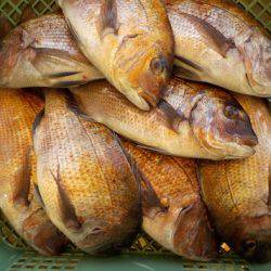 淡路じゃのひれフィッシングパーク 釣果