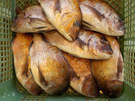 淡路じゃのひれフィッシングパーク 釣果