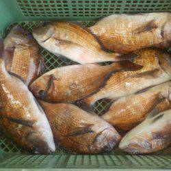 淡路じゃのひれフィッシングパーク 釣果