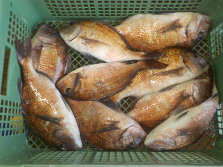 淡路じゃのひれフィッシングパーク 釣果