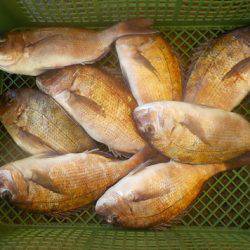 淡路じゃのひれフィッシングパーク 釣果