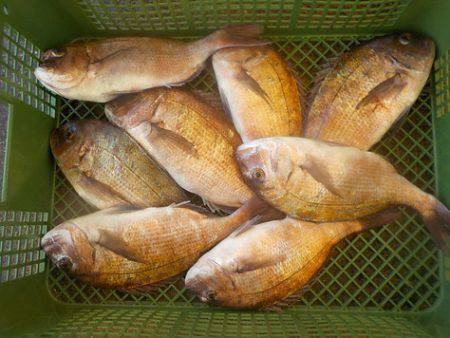 淡路じゃのひれフィッシングパーク 釣果