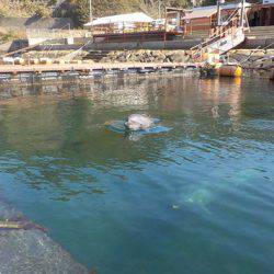 淡路じゃのひれフィッシングパーク 釣果