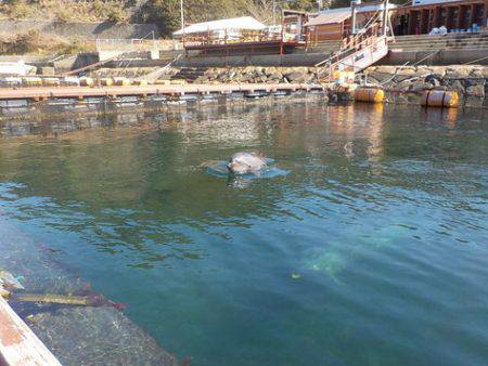 淡路じゃのひれフィッシングパーク 釣果
