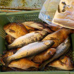 淡路じゃのひれフィッシングパーク 釣果