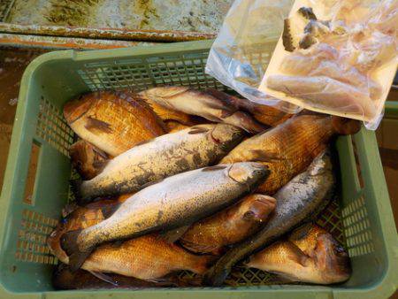 淡路じゃのひれフィッシングパーク 釣果