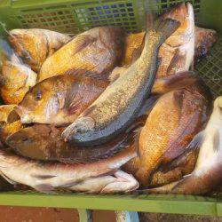 淡路じゃのひれフィッシングパーク 釣果