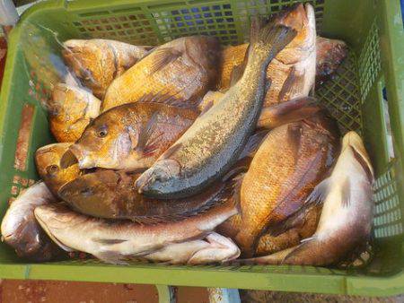 淡路じゃのひれフィッシングパーク 釣果