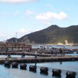 淡路じゃのひれフィッシングパーク 釣果