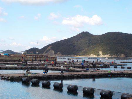 淡路じゃのひれフィッシングパーク 釣果