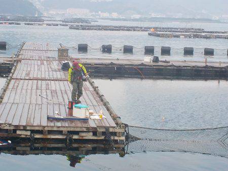 淡路じゃのひれフィッシングパーク 釣果