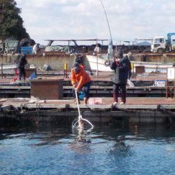淡路じゃのひれフィッシングパーク 釣果