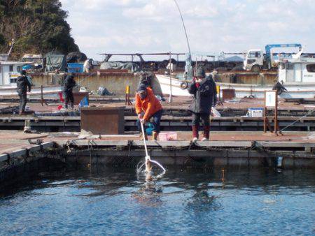 淡路じゃのひれフィッシングパーク 釣果