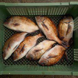 淡路じゃのひれフィッシングパーク 釣果