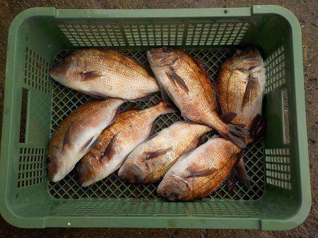 淡路じゃのひれフィッシングパーク 釣果