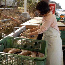 淡路じゃのひれフィッシングパーク 釣果