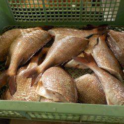 淡路じゃのひれフィッシングパーク 釣果