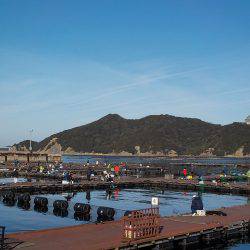 淡路じゃのひれフィッシングパーク 釣果