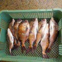 淡路じゃのひれフィッシングパーク 釣果