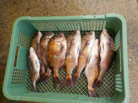 淡路じゃのひれフィッシングパーク 釣果