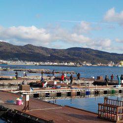 淡路じゃのひれフィッシングパーク 釣果