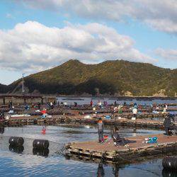 淡路じゃのひれフィッシングパーク 釣果