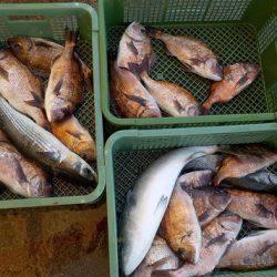 淡路じゃのひれフィッシングパーク 釣果