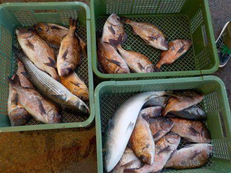 淡路じゃのひれフィッシングパーク 釣果