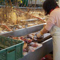 淡路じゃのひれフィッシングパーク 釣果