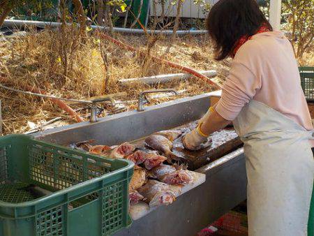 淡路じゃのひれフィッシングパーク 釣果