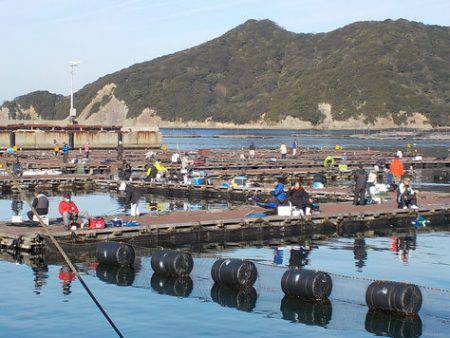 淡路じゃのひれフィッシングパーク 釣果