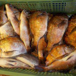 淡路じゃのひれフィッシングパーク 釣果