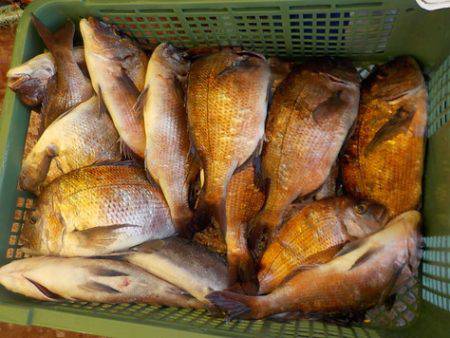 淡路じゃのひれフィッシングパーク 釣果