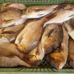 淡路じゃのひれフィッシングパーク 釣果