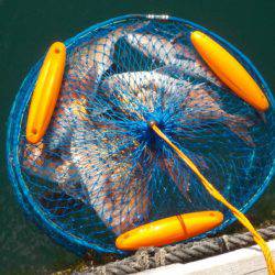 淡路じゃのひれフィッシングパーク 釣果