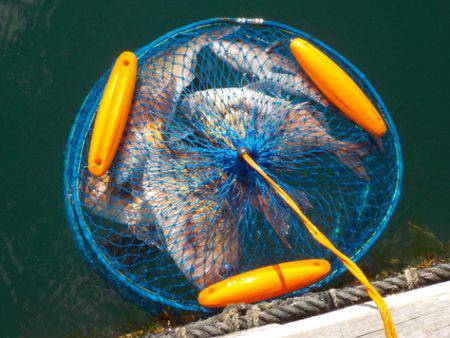 淡路じゃのひれフィッシングパーク 釣果