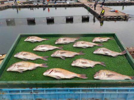 淡路じゃのひれフィッシングパーク 釣果
