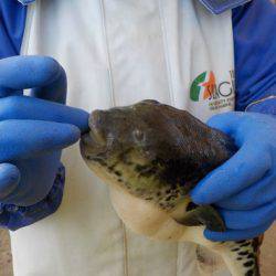 淡路じゃのひれフィッシングパーク 釣果