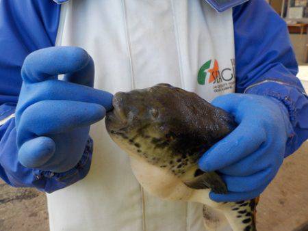 淡路じゃのひれフィッシングパーク 釣果