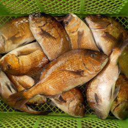 淡路じゃのひれフィッシングパーク 釣果