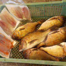 淡路じゃのひれフィッシングパーク 釣果