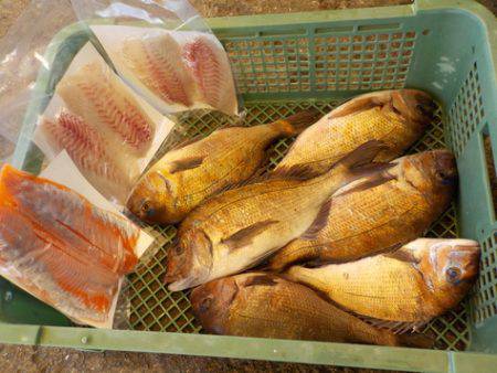 淡路じゃのひれフィッシングパーク 釣果