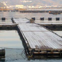 淡路じゃのひれフィッシングパーク 釣果