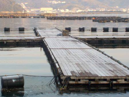 淡路じゃのひれフィッシングパーク 釣果