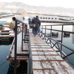 淡路じゃのひれフィッシングパーク 釣果