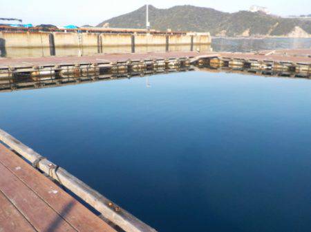 淡路じゃのひれフィッシングパーク 釣果